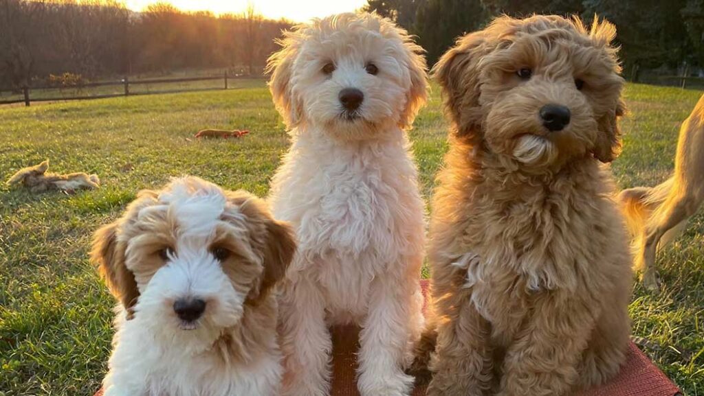 Goldendoodle