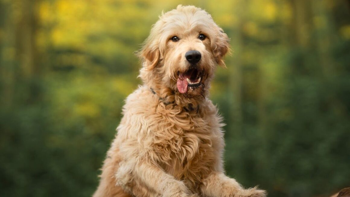 Are Goldendoodles Hypoallergenic 01