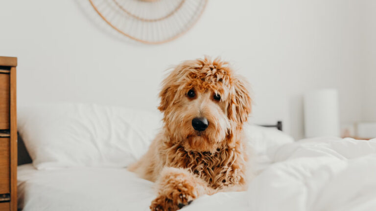 Goldendoodle Puppies: Everything You Need to Know