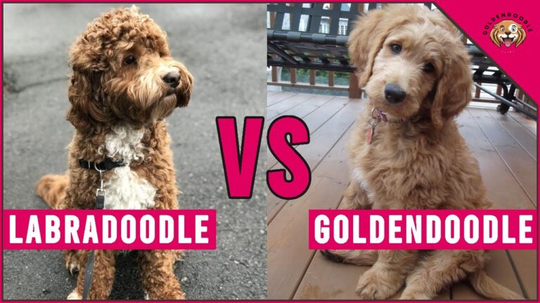 Goldendoodle vs Labradoodle: Which is Better?