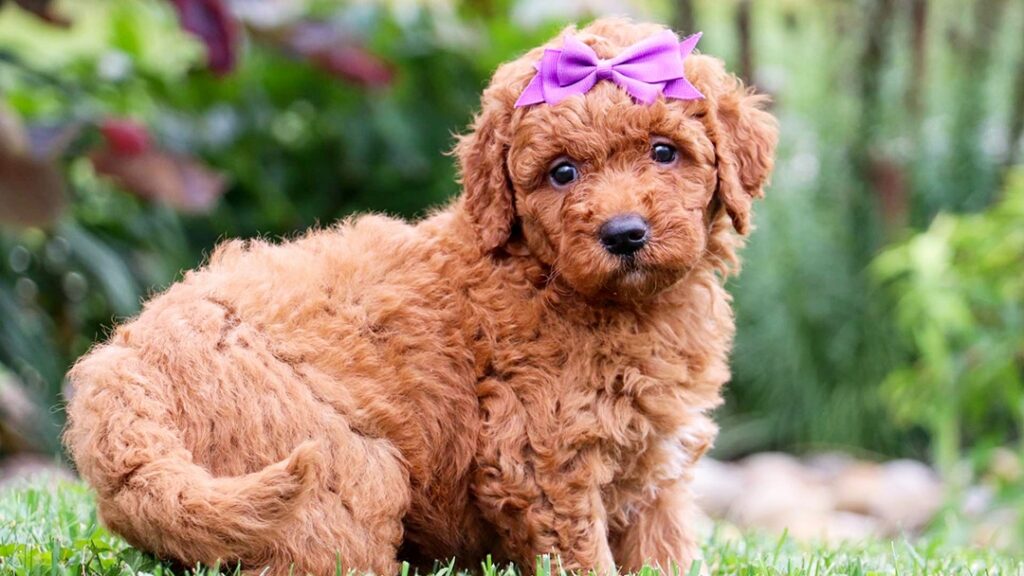 History of the Mini Goldendoodle