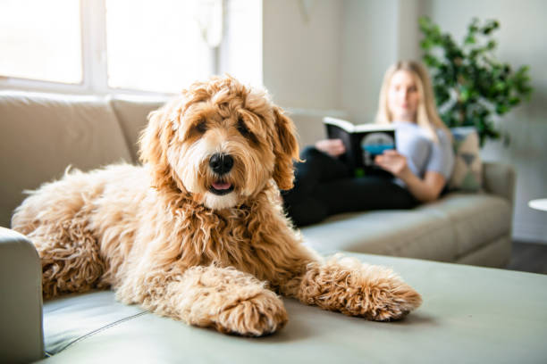 Is a Goldendoodle right for me?