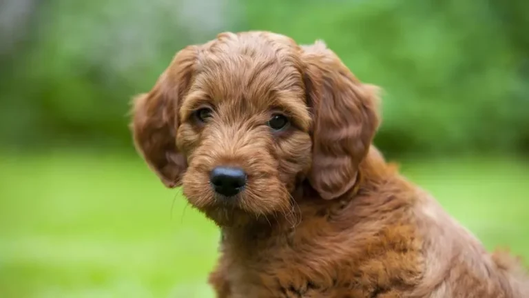 Mini Goldendoodle Dog Breed Guide