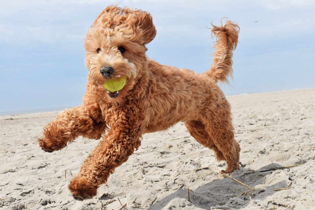 Mini Goldendoodle Temperament and Social Traits