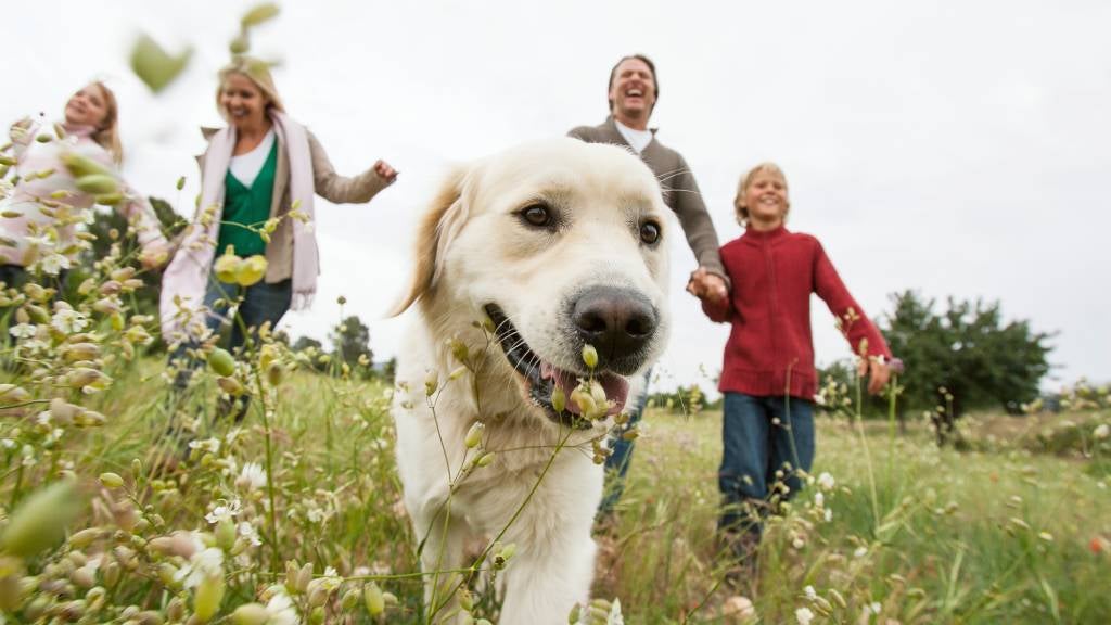 Best Dog Breeds for Families