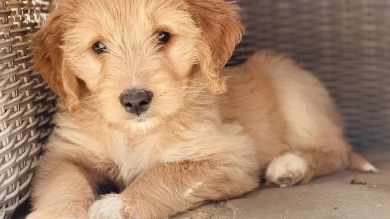 7 Best Goldendoodle Rescue Centers in USA