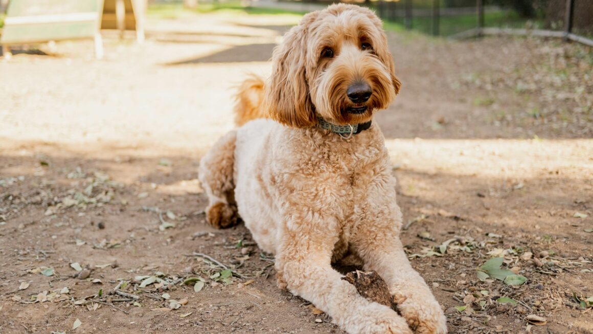 Do Goldendoodles Shed