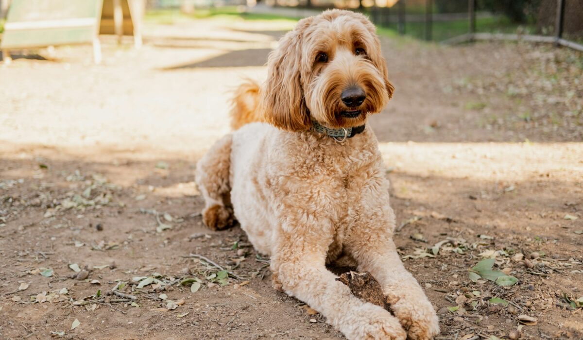 Do Goldendoodles Shed