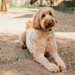 Do Goldendoodles Shed