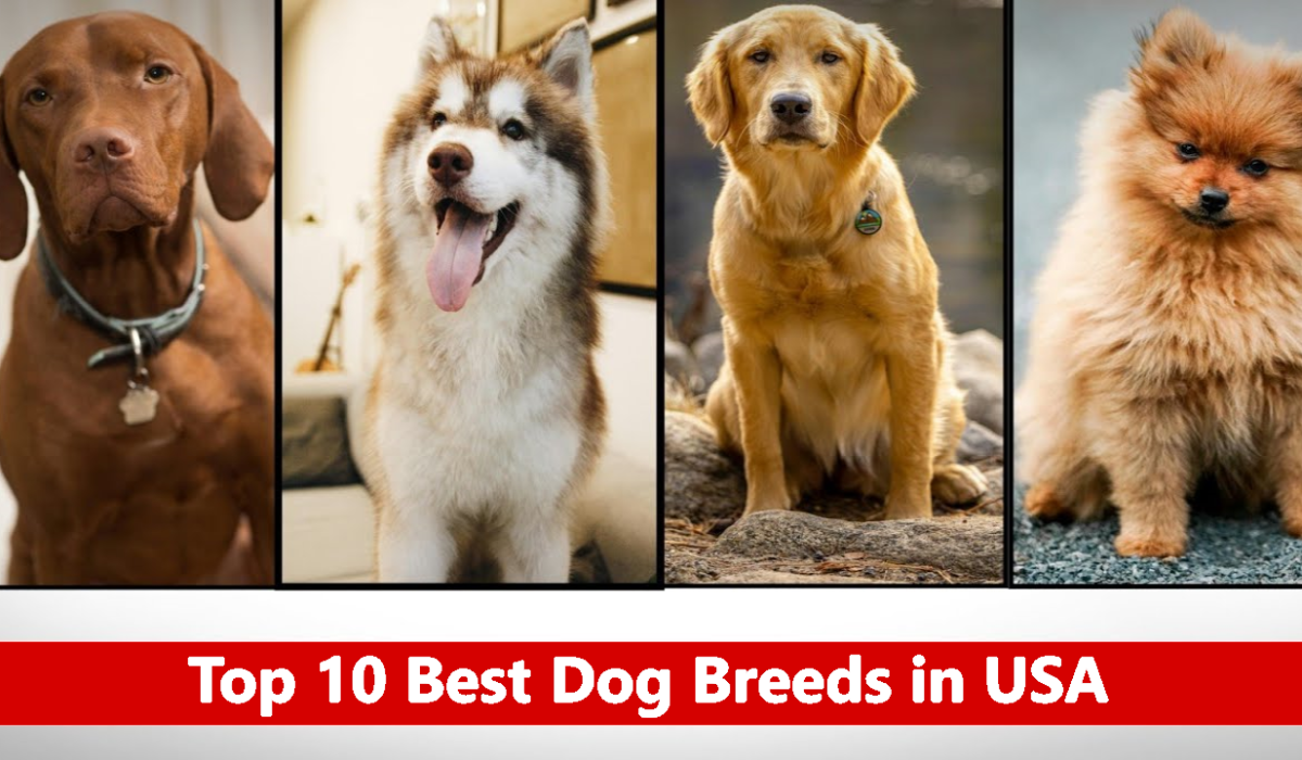 Top 10 Best Dog Breeds