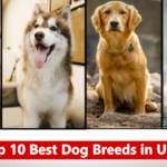 Top 10 Best Dog Breeds