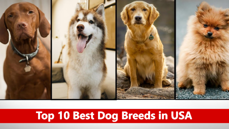 Top 10 Best Dog Breeds: Discover the Most Popular Dog Breeds in 2024