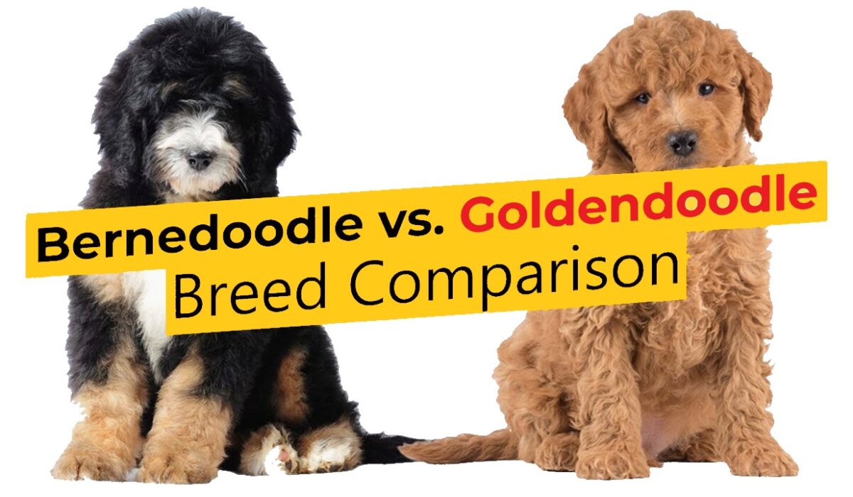 goldendoodle vs bernedoodle