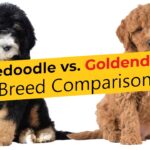 goldendoodle vs bernedoodle