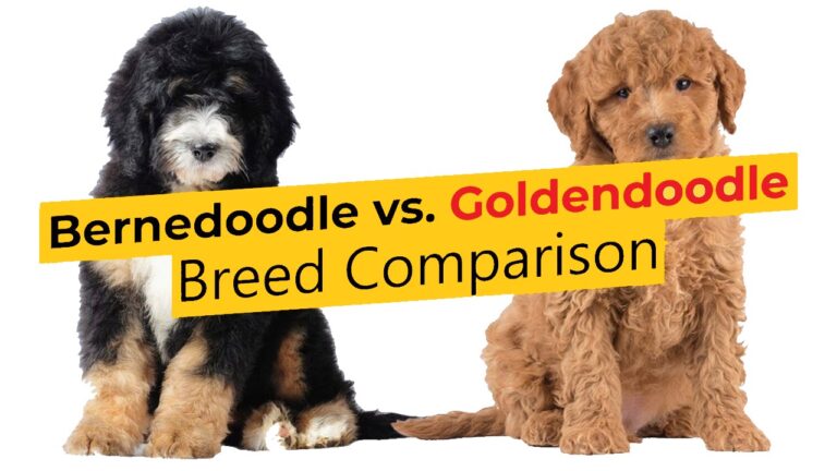 Bernedoodle vs Goldendoodle: 11 Key Differences to Choose Your Perfect Doodle [2024 Guide]