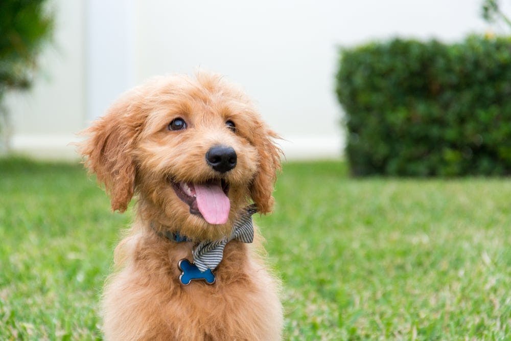 What's the Average Goldendoodle Lifespan