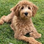 goldendoodle lifespan