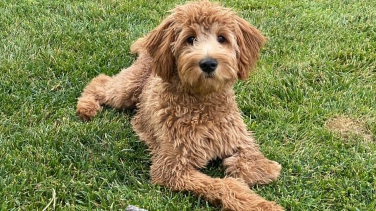 Goldendoodle Lifespan Guide: How Long Do Goldendoodles Live?