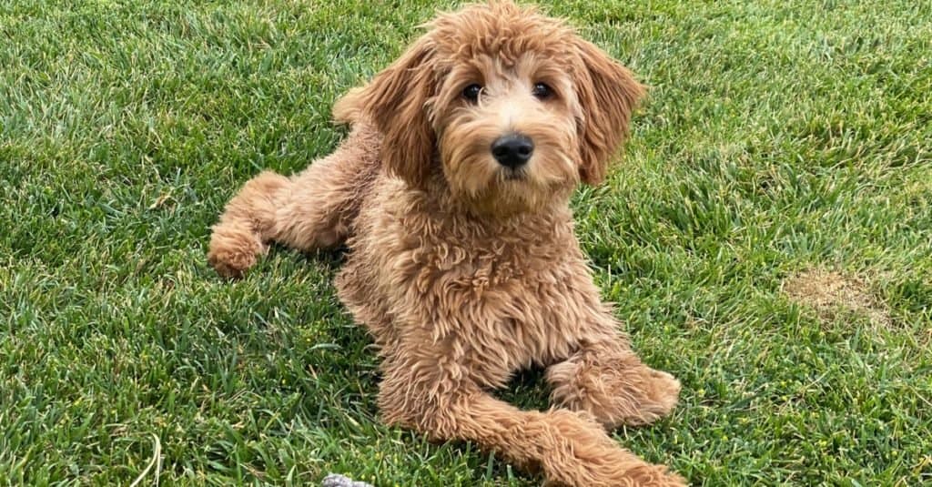 goldendoodle lifespan