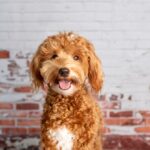 How to Groom a Goldendoodle