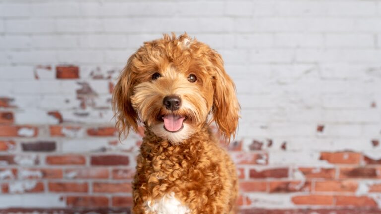 How to Groom a Goldendoodle: Essential Care Guide