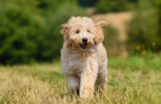 goldendoodle akc registration