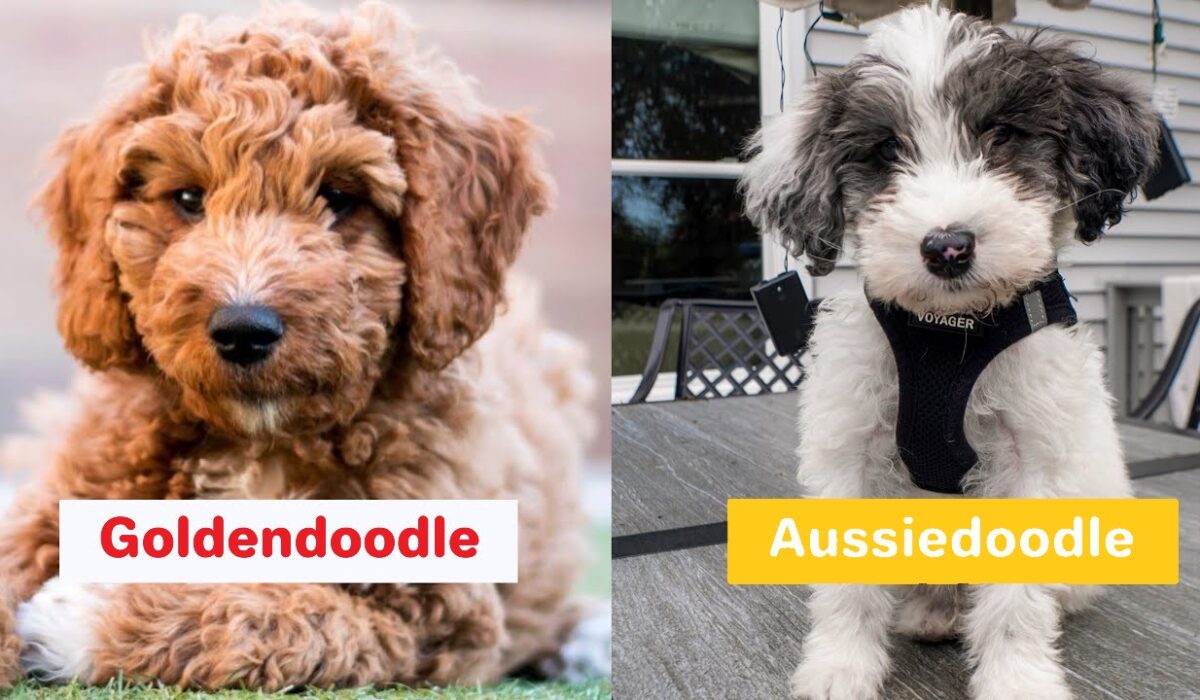 goldendoodle vs Aussiedoodle