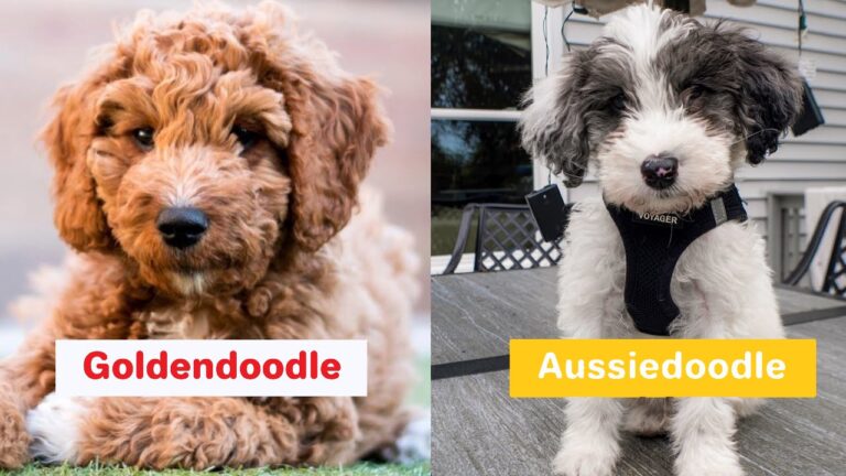 Goldendoodle vs Aussiedoodle: Best Breed Comparison