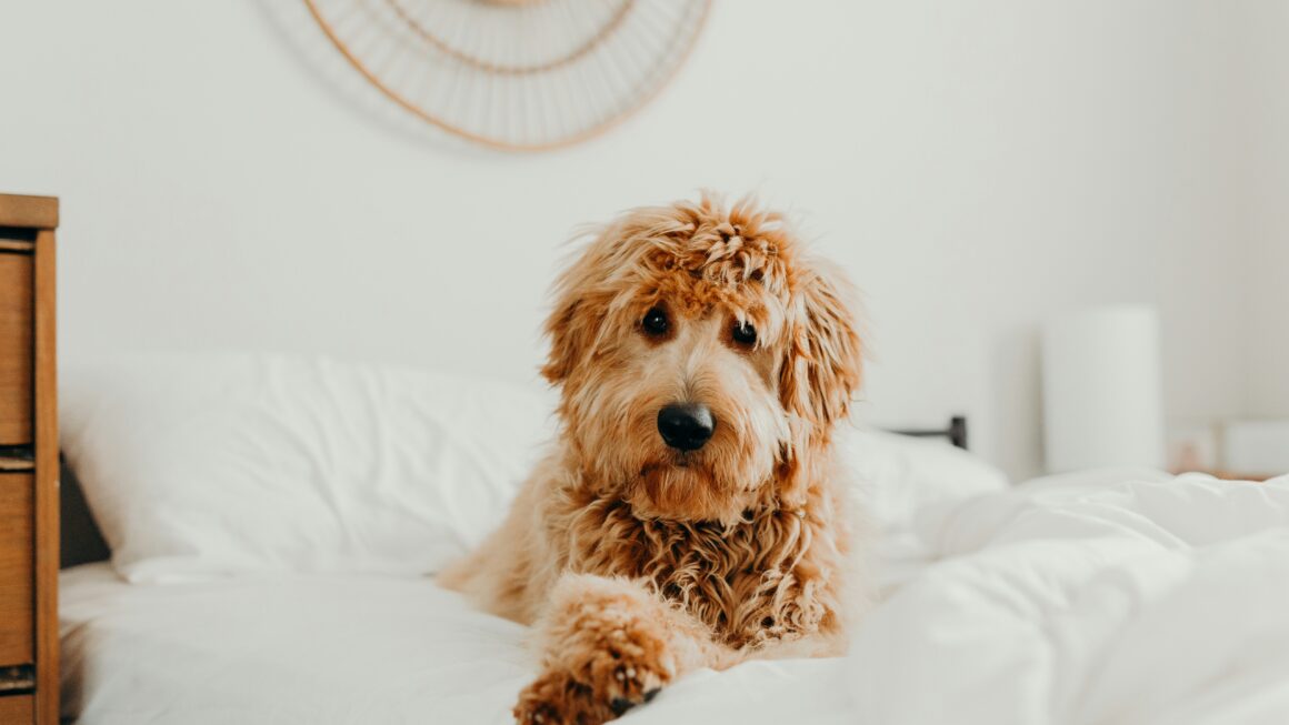 is a goldendoodle a mixed breed akc insurance
